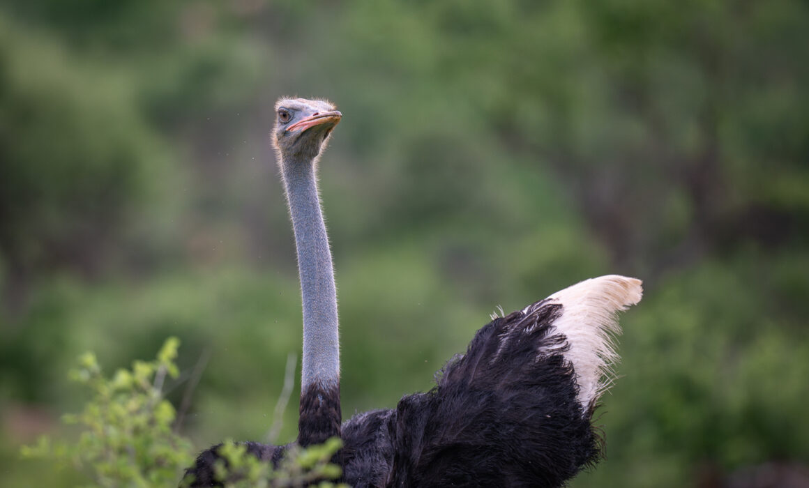 Somali Ostrich, Kenya