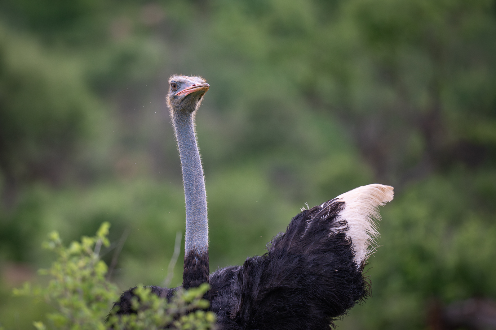 Somali Ostrich, Kenya