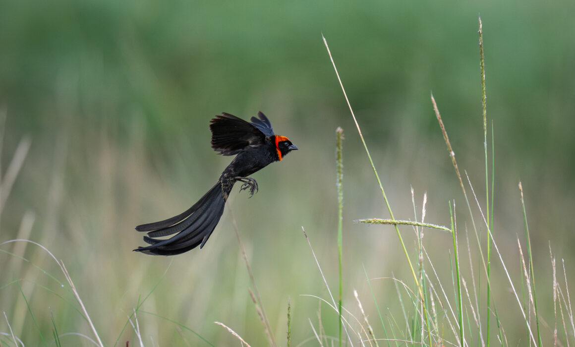 Red-Cowled Widowbird, Kenya