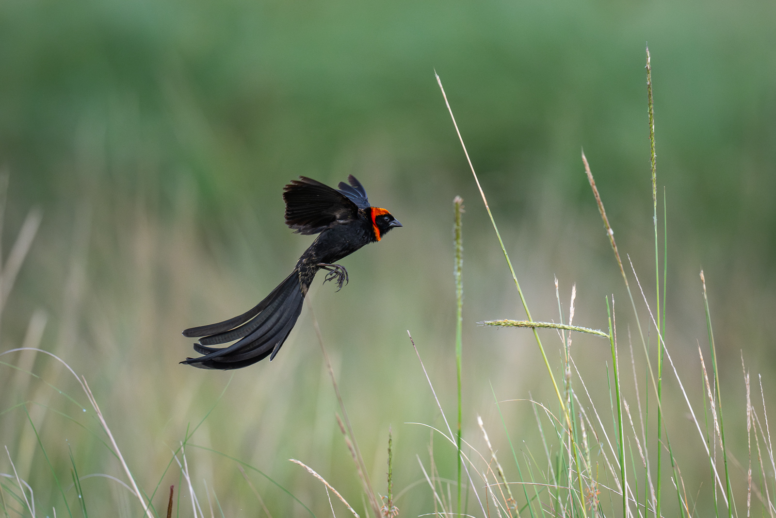 Red-Cowled Widowbird, Kenya