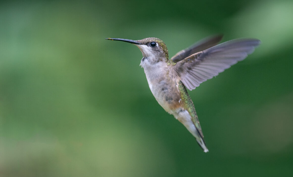 Ruby-Throated Hummingbird, Connecticut