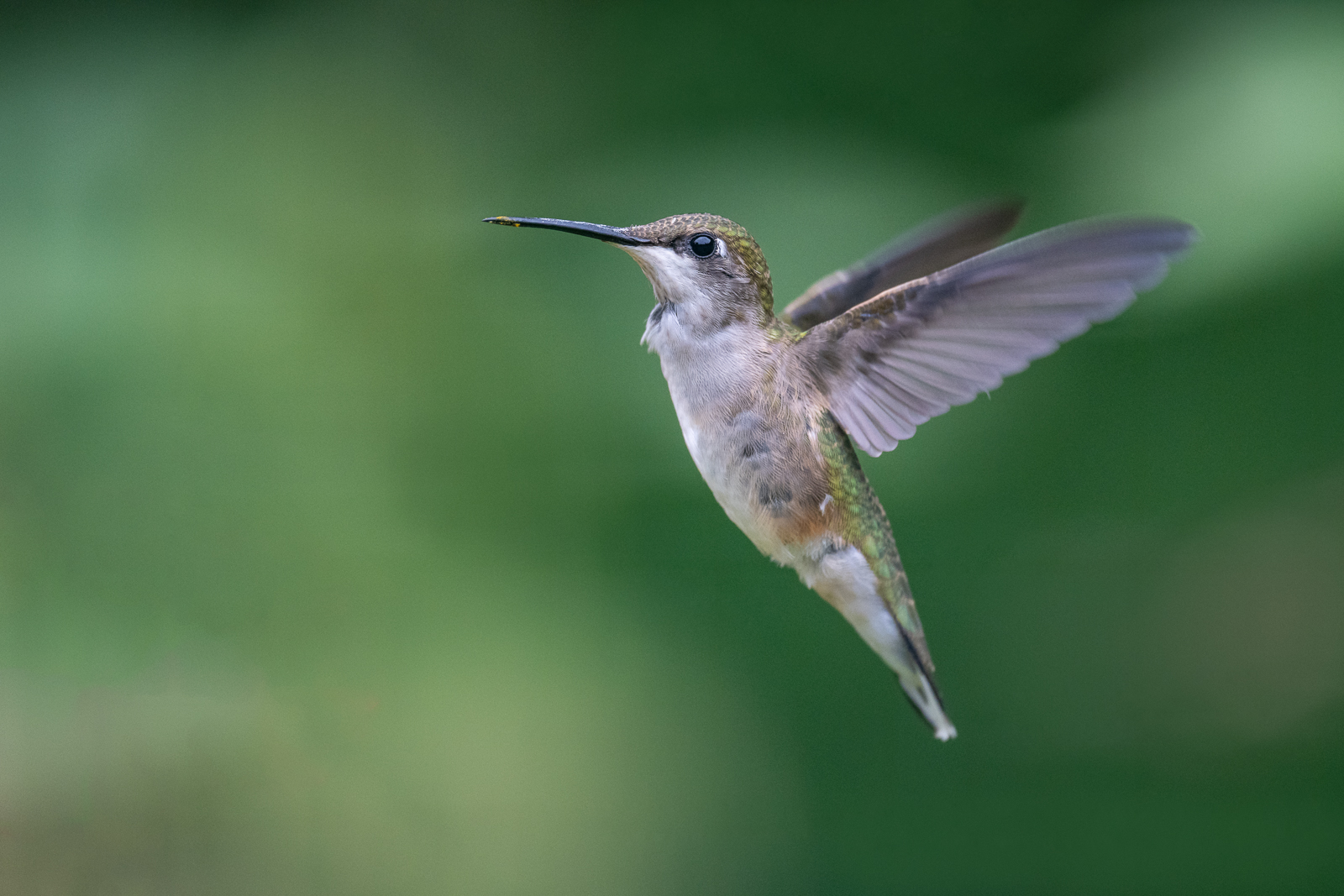Ruby-Throated Hummingbird, Connecticut
