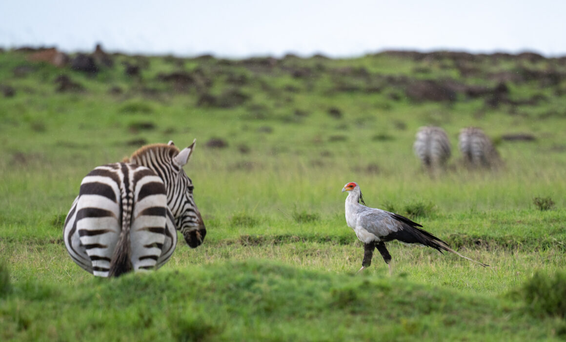 Secretary Bird, Kenya