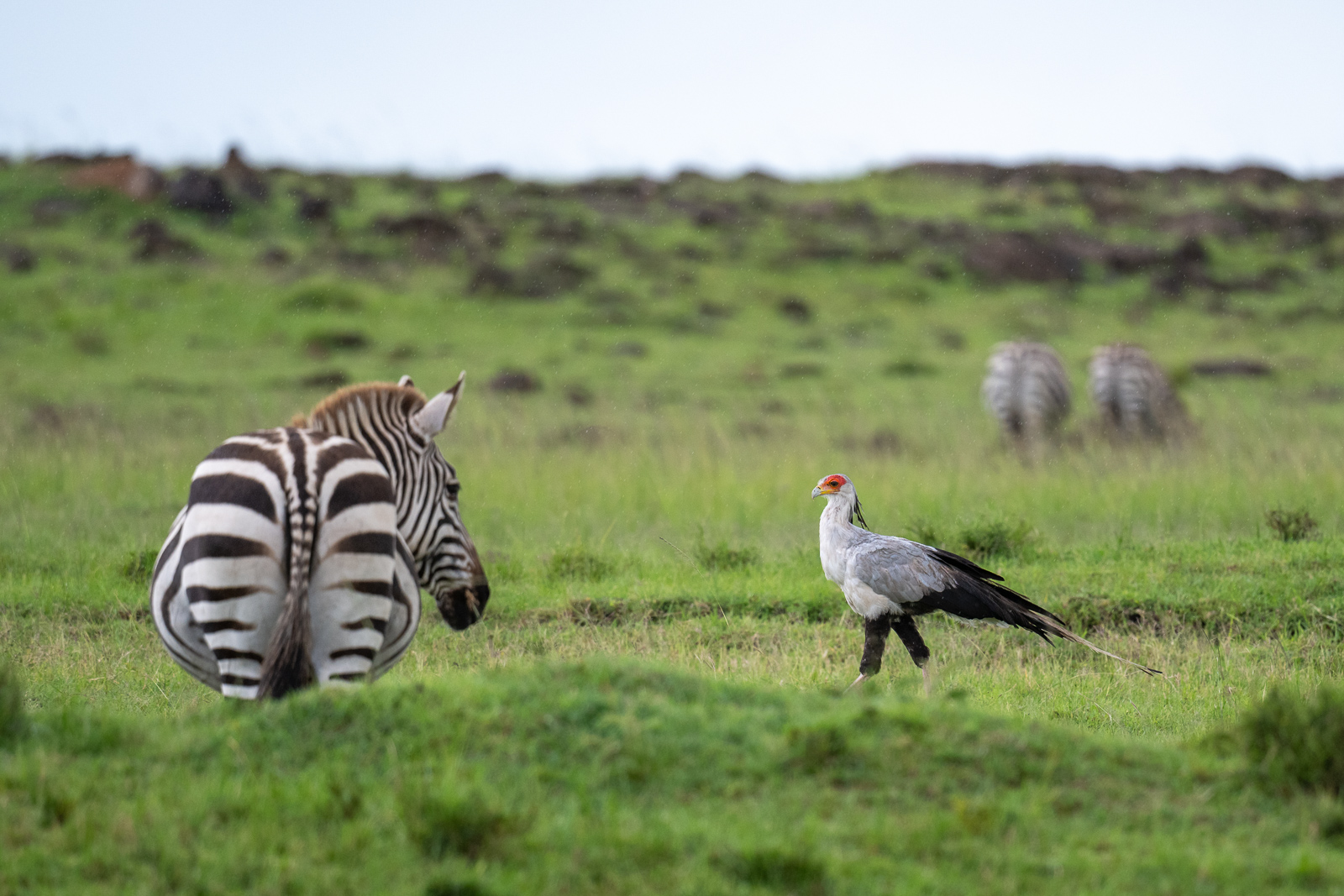 Secretary Bird, Kenya