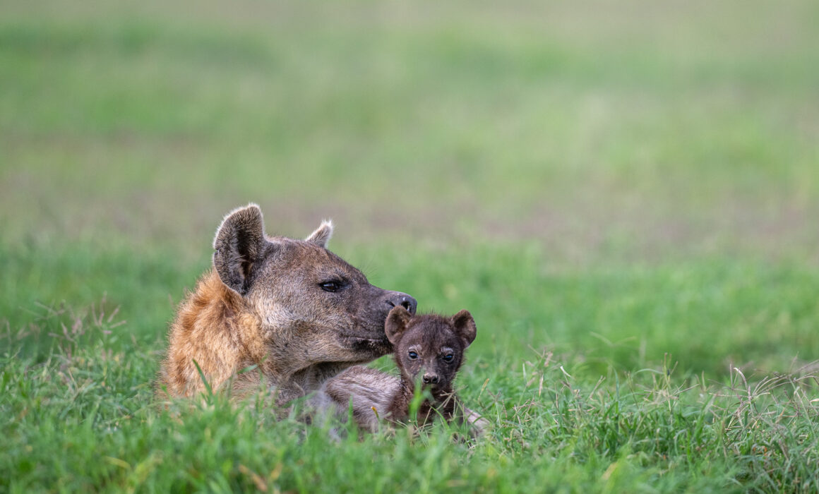 Hyena with Cub, Kenya