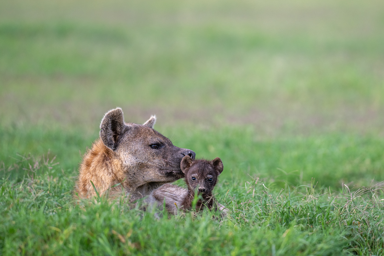 Hyena with Cub, Kenya