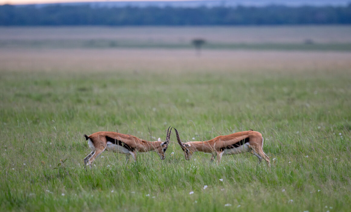Thomson's Gazelles, Kenya
