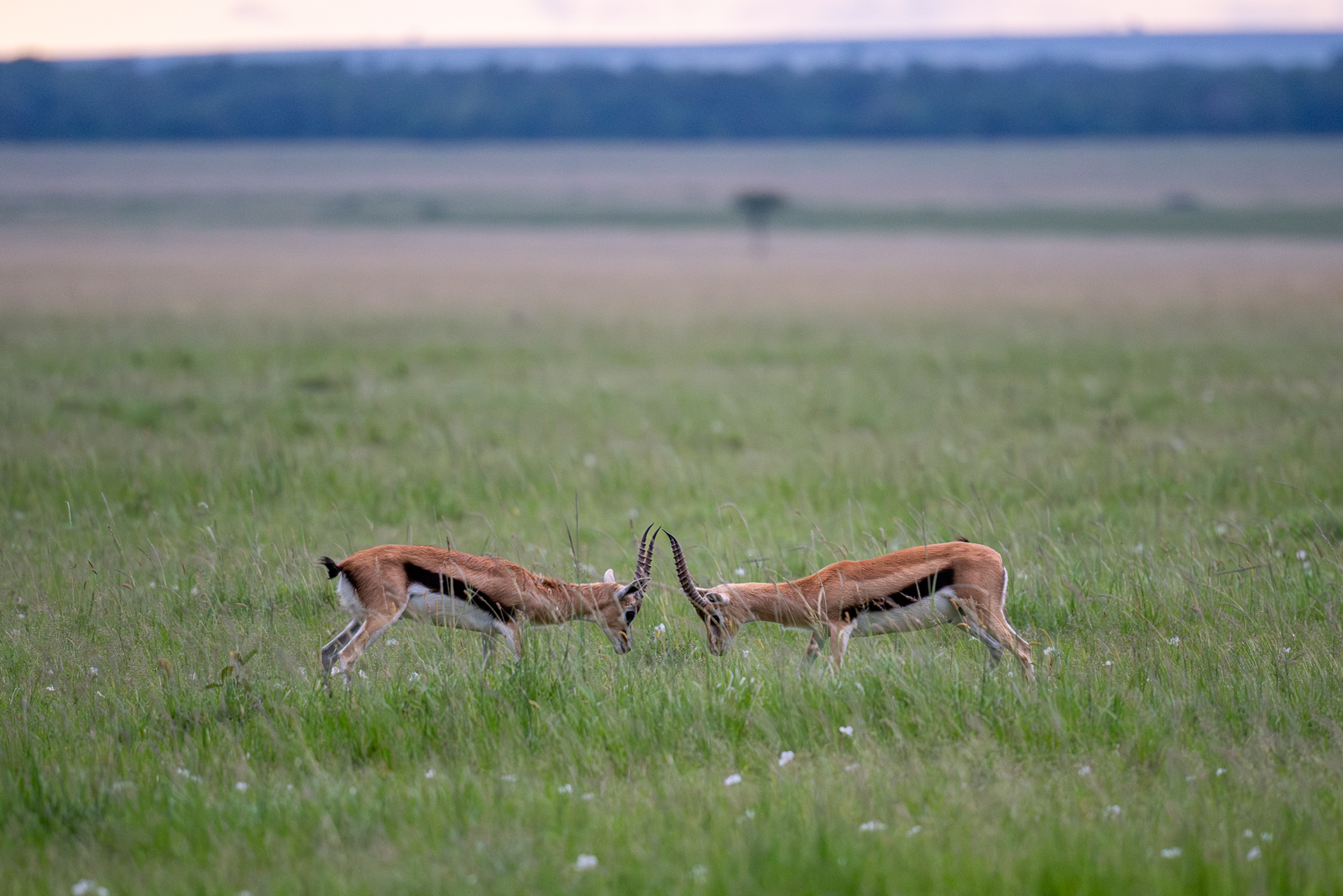 Thomson's Gazelles, Kenya