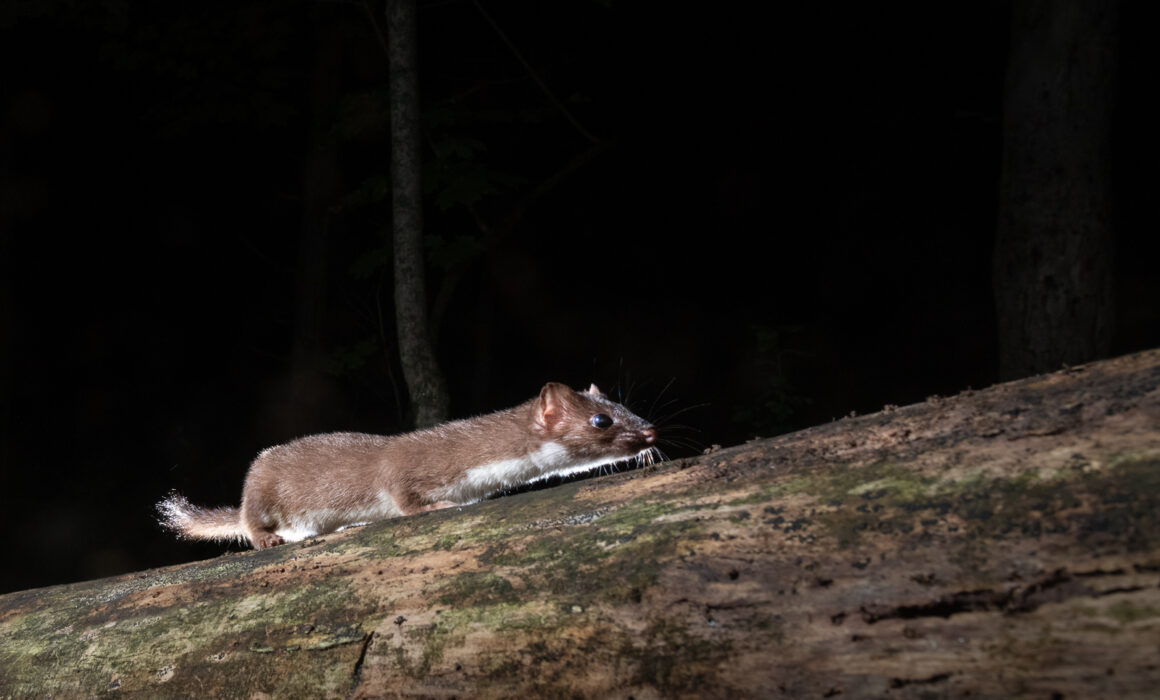 Short-Tailed Weasel, Connecticut