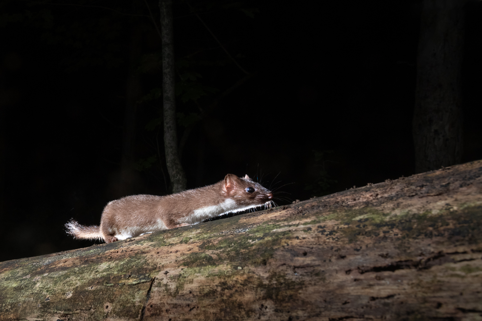 Short-Tailed Weasel, Connecticut