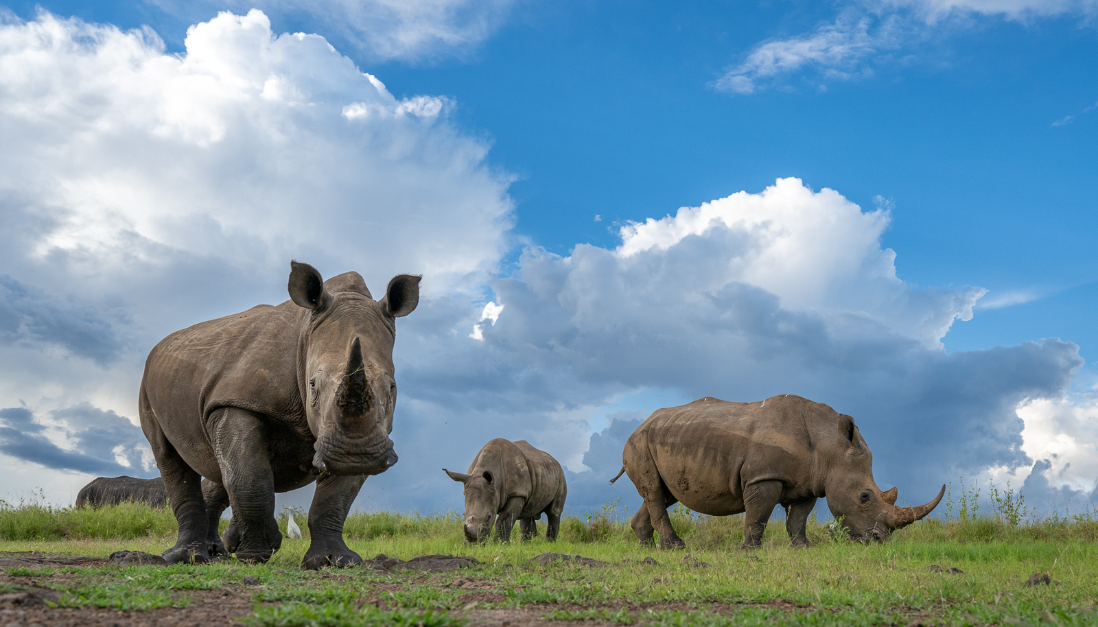 White Rhinos, Kenya