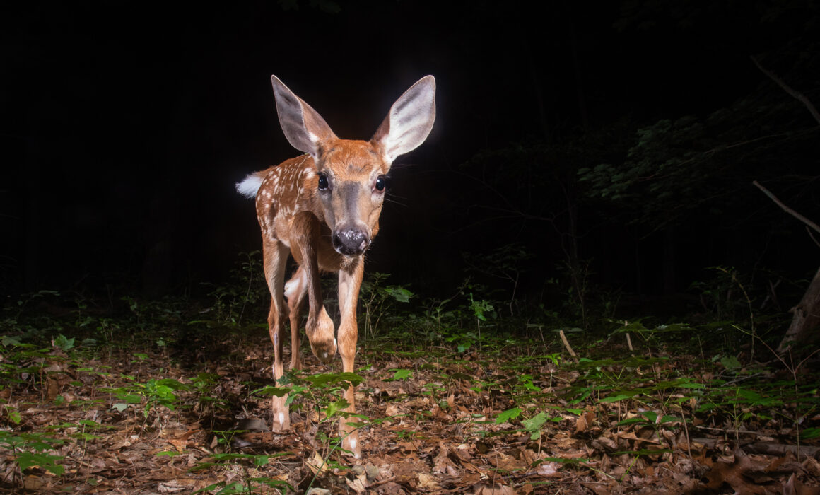 White Tailed Fawn, Connecticut
