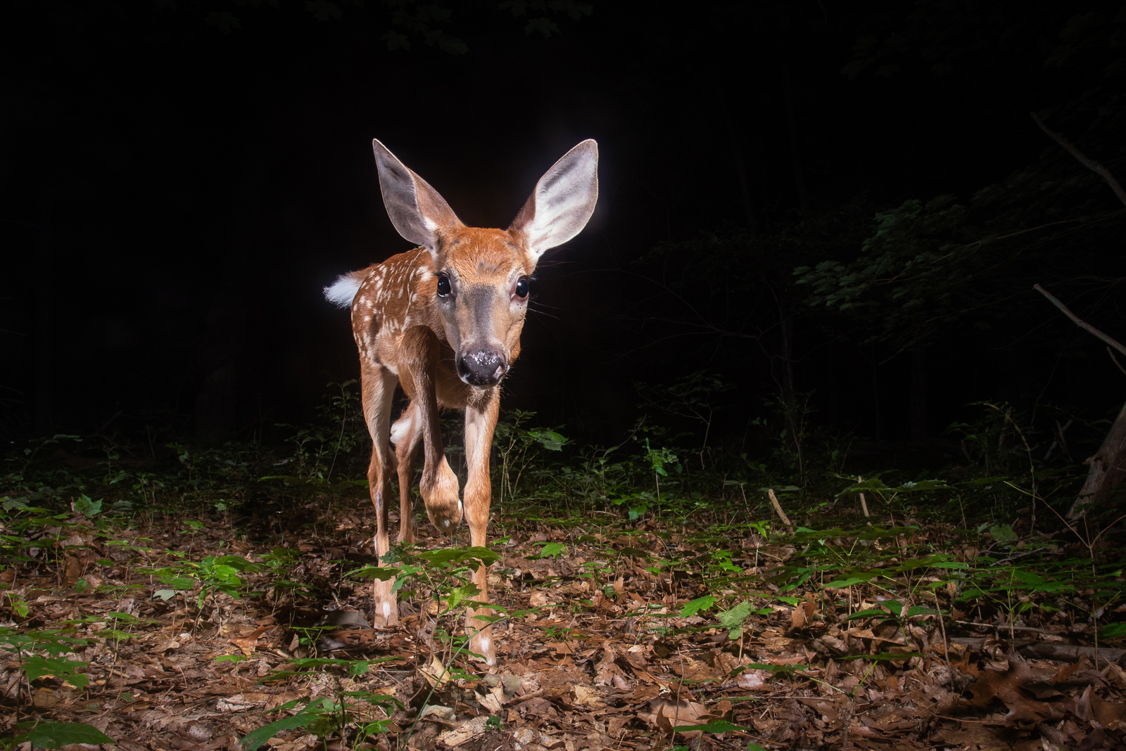 White Tailed Fawn, Connecticut