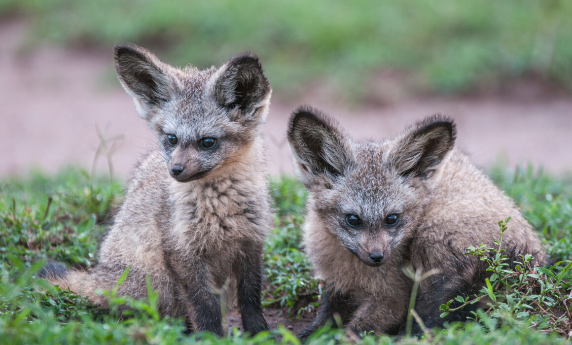 Bat-Eared Fox Pups, Kenya