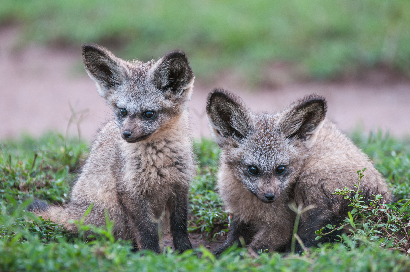 Bat-Eared Fox Pups, Kenya