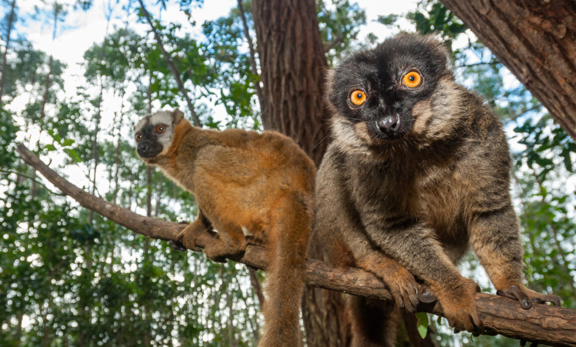Common Brown Lemur, Madagascar