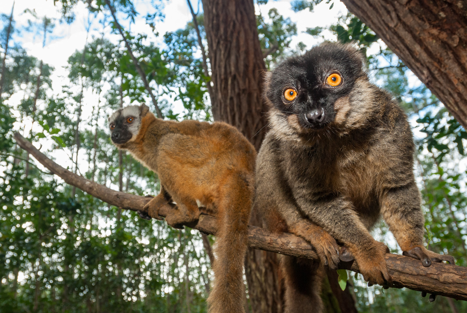Common Brown Lemur, Madagascar