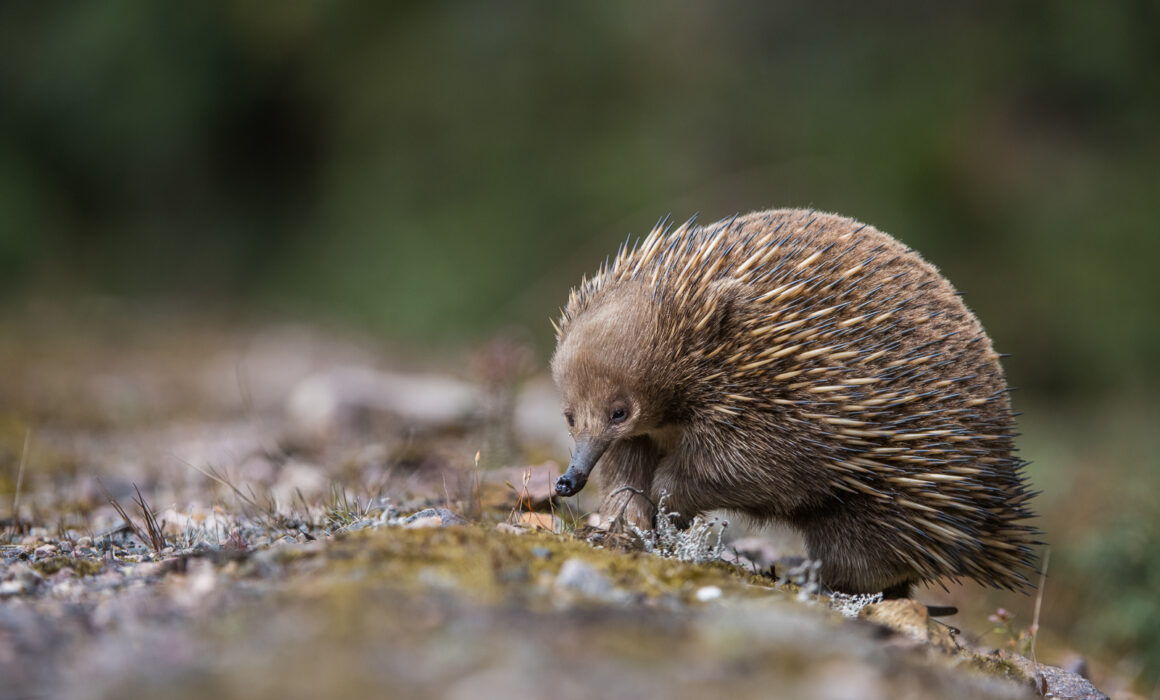 Short-Beaked Echidna, Tasmania, Australia
