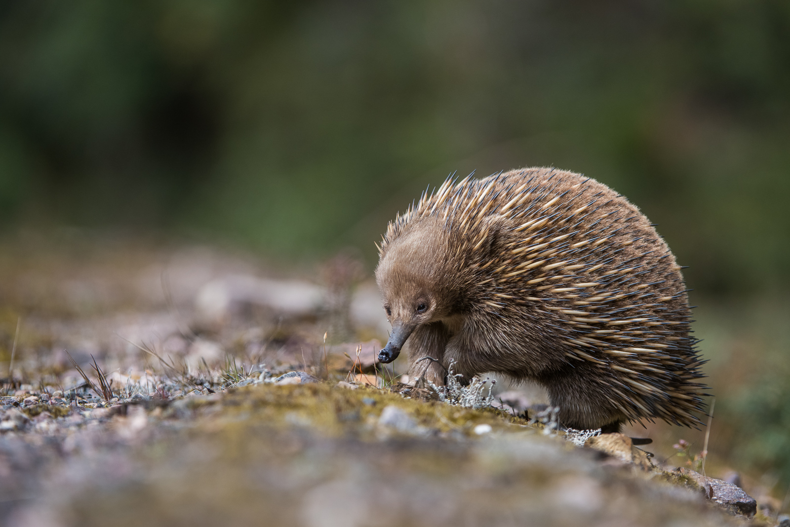 Short-Beaked Echidna, Tasmania, Australia