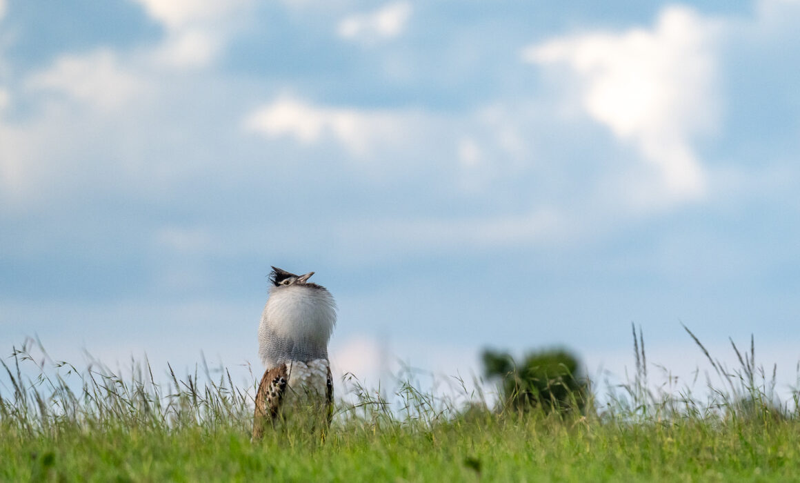 Kori Bustard, Kenya
