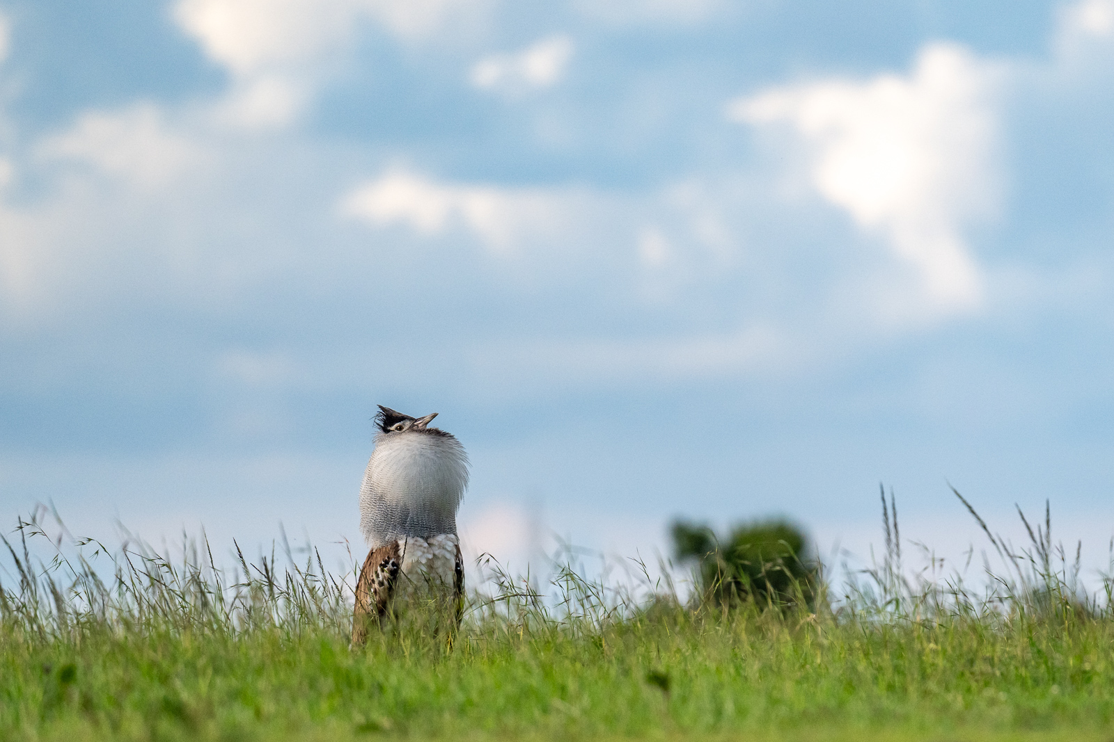 Kori Bustard, Kenya