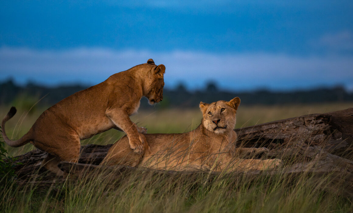 Lions at Twilight, Kenya