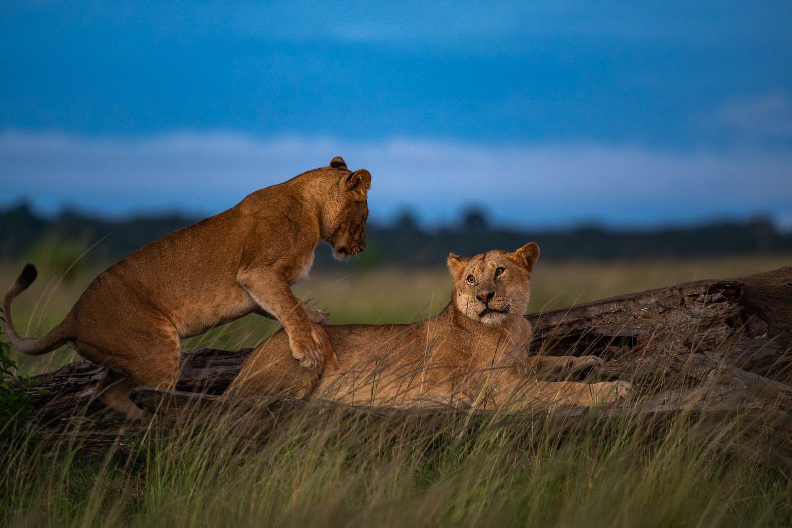 Lions at Twilight, Kenya