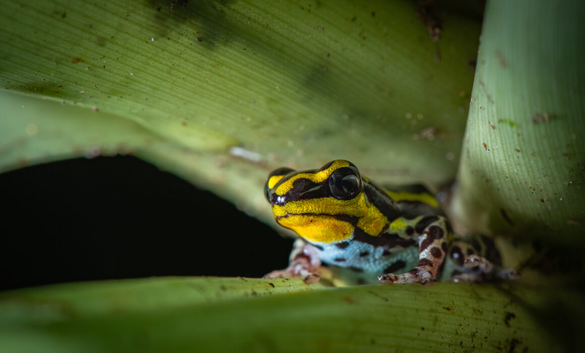 Ranitomeya flavovittata poison frog, Peru