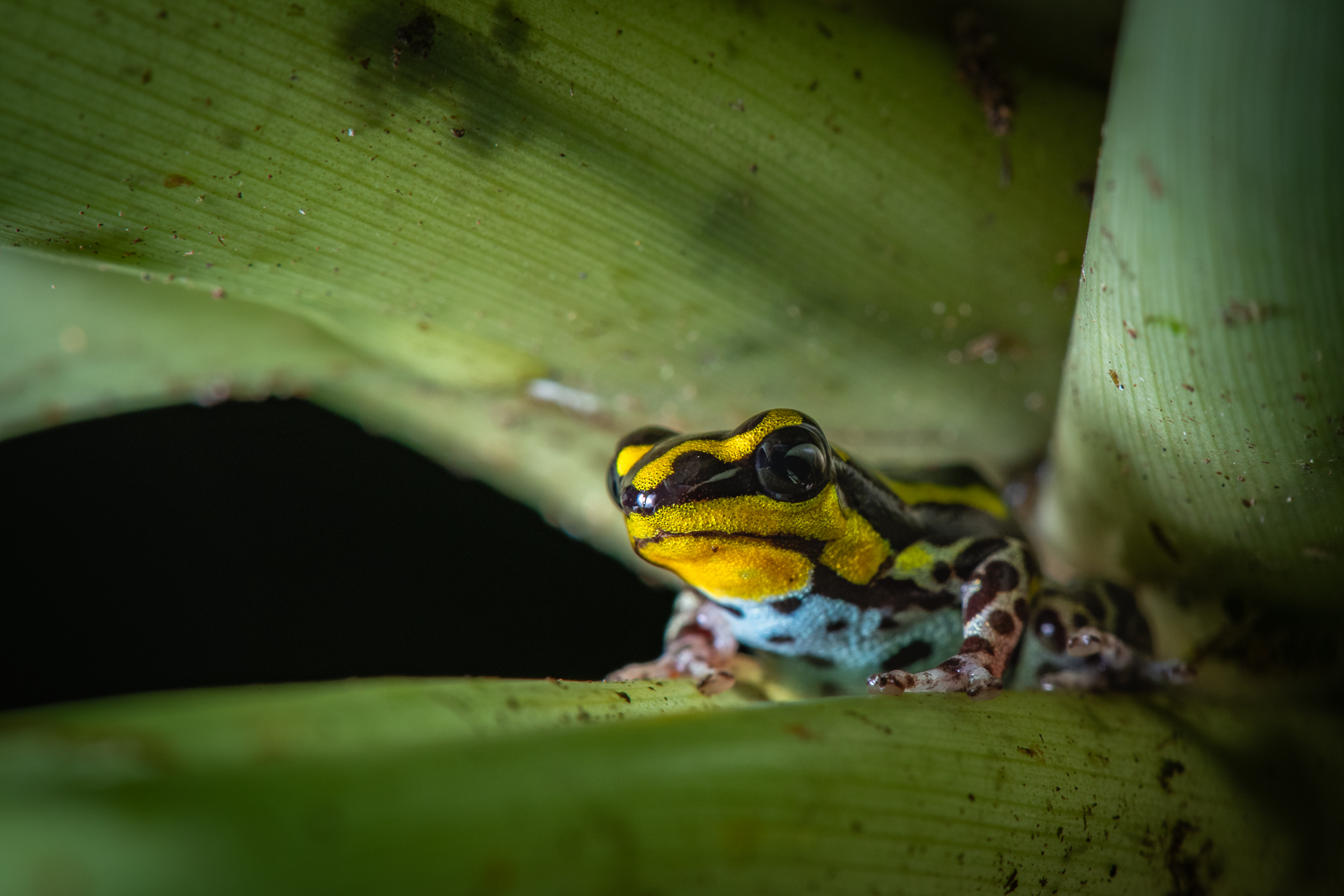 Ranitomeya flavovittata poison frog, Peru