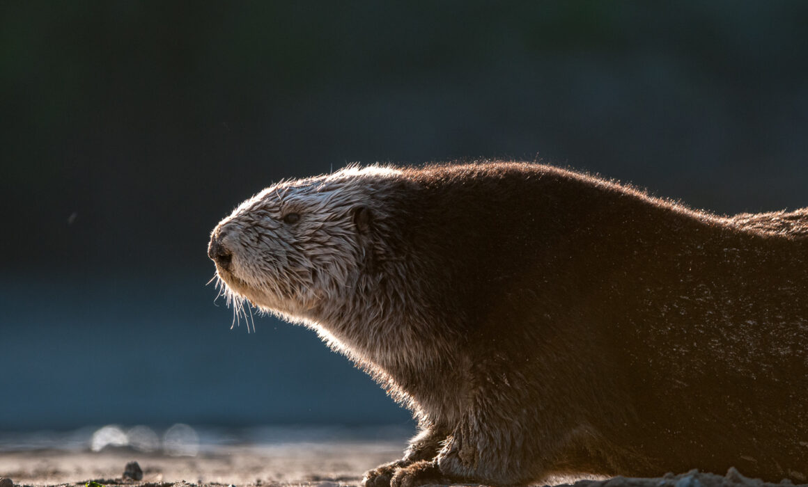 Sea Otter, California
