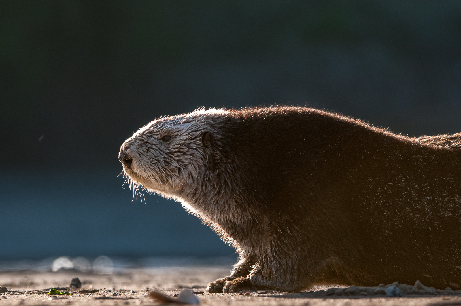 Sea Otter, California