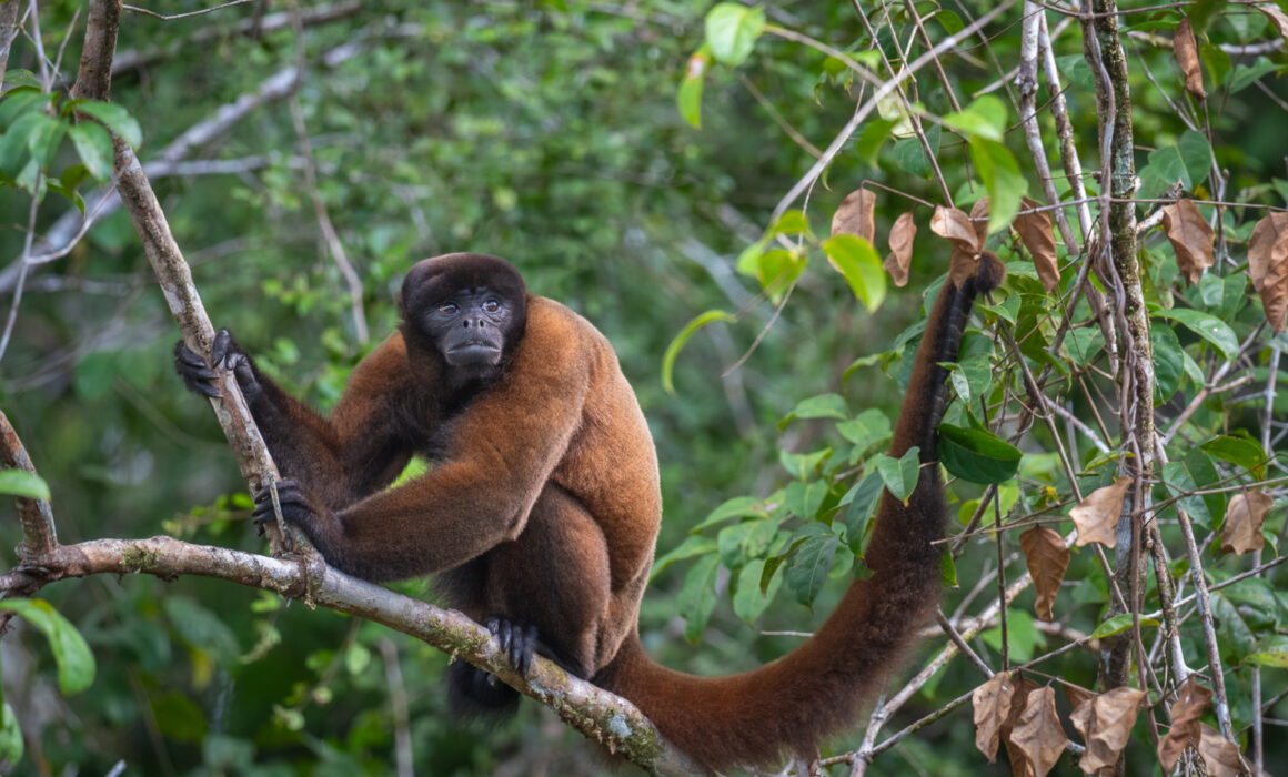 Woolly Monkey, Peru