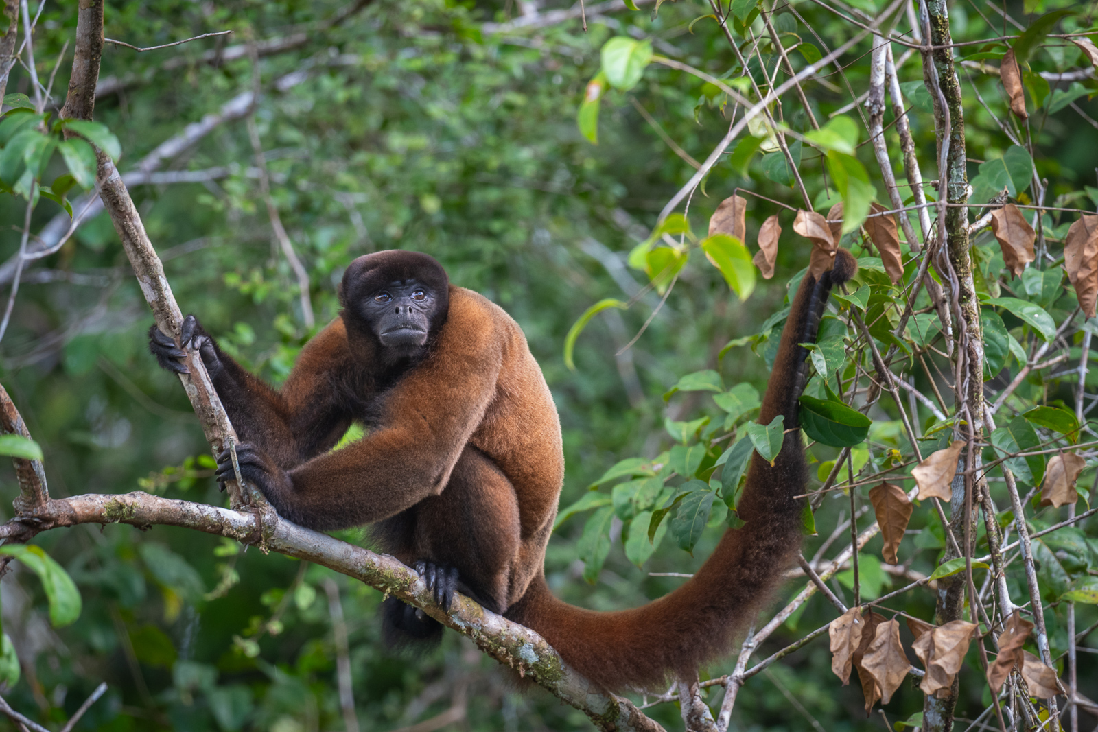 Woolly Monkey, Peru