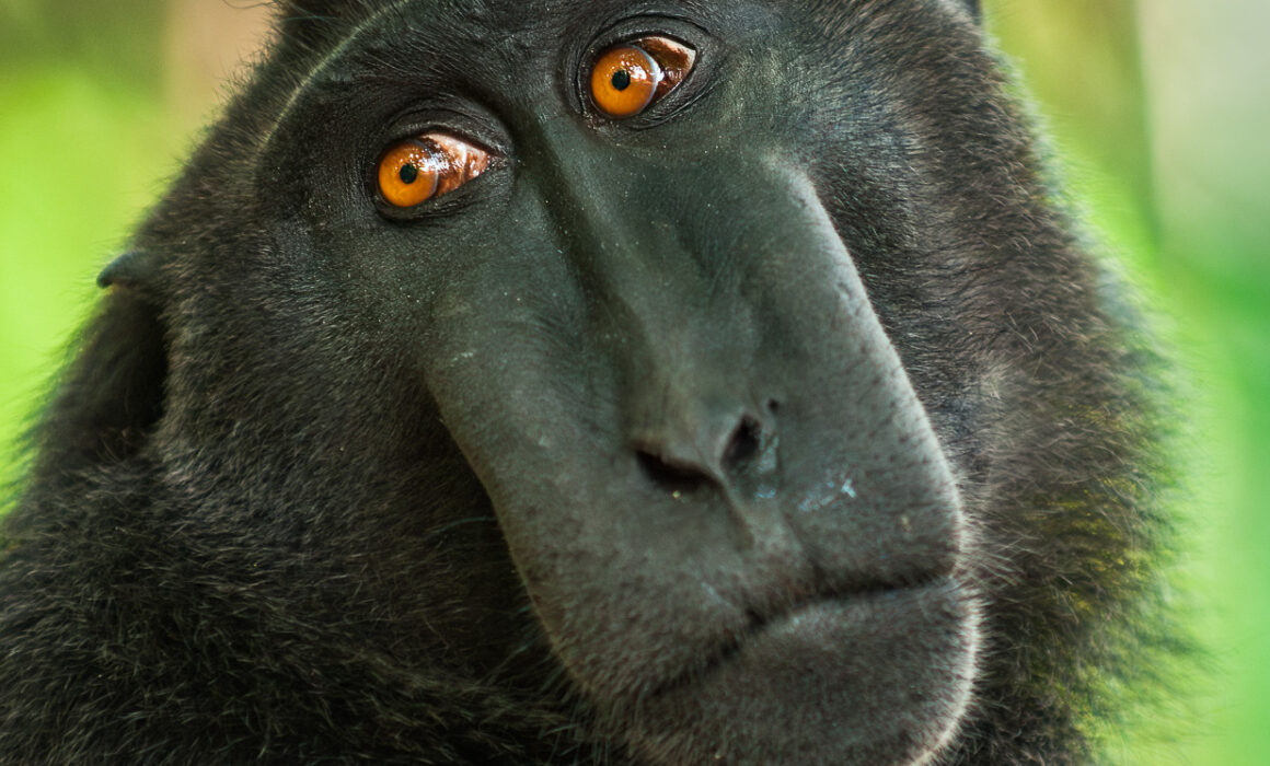 Celebes Crested Macaque, Tangkoko National Park, Indonesia