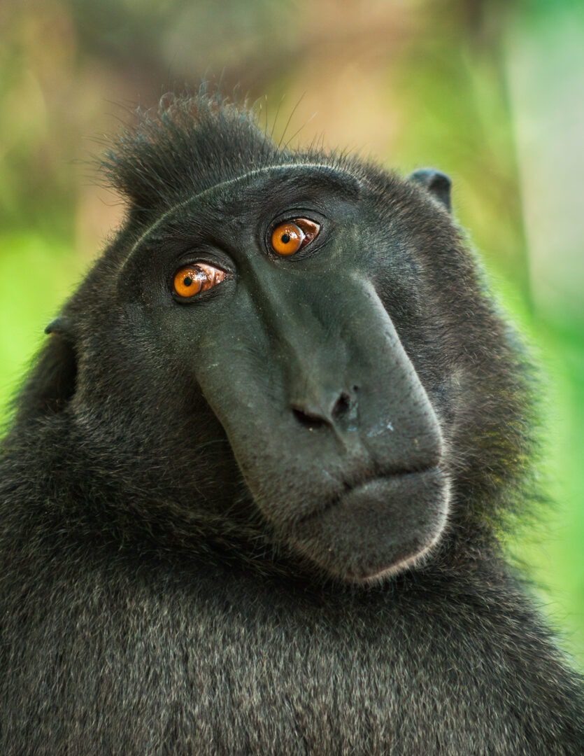 Celebes Crested Macaque, Tangkoko National Park, Indonesia