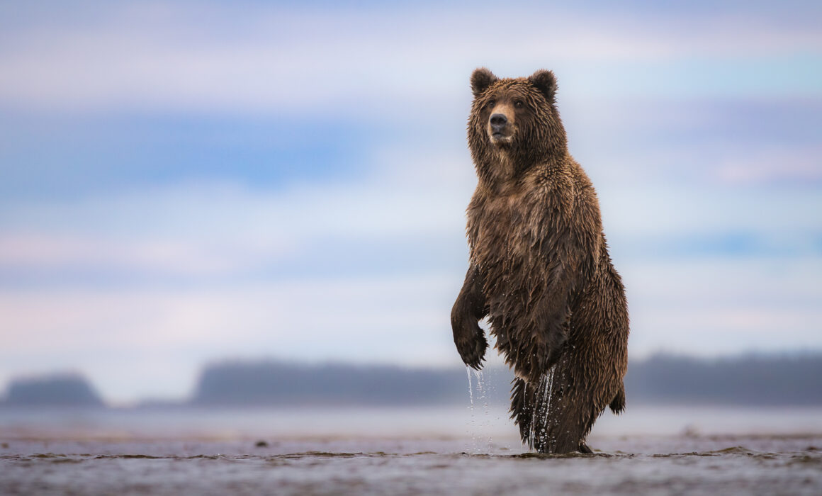 Coastal Brown Bear, Alaska