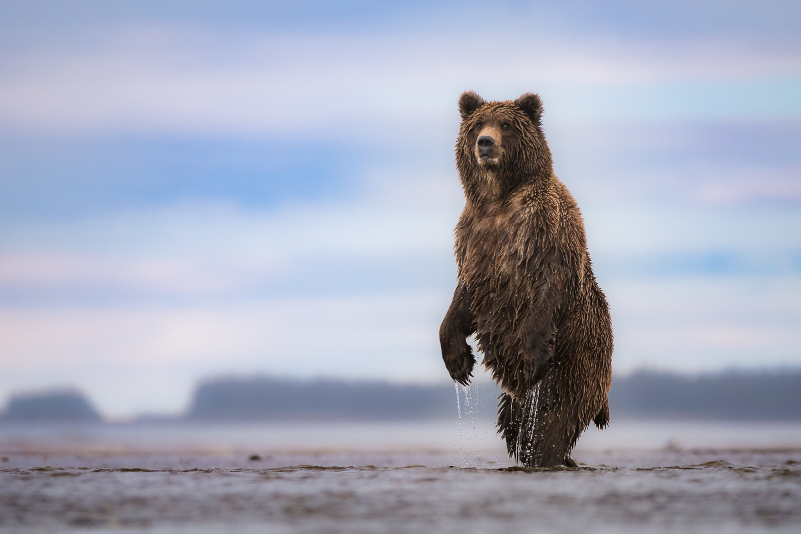 Coastal Brown Bear, Alaska