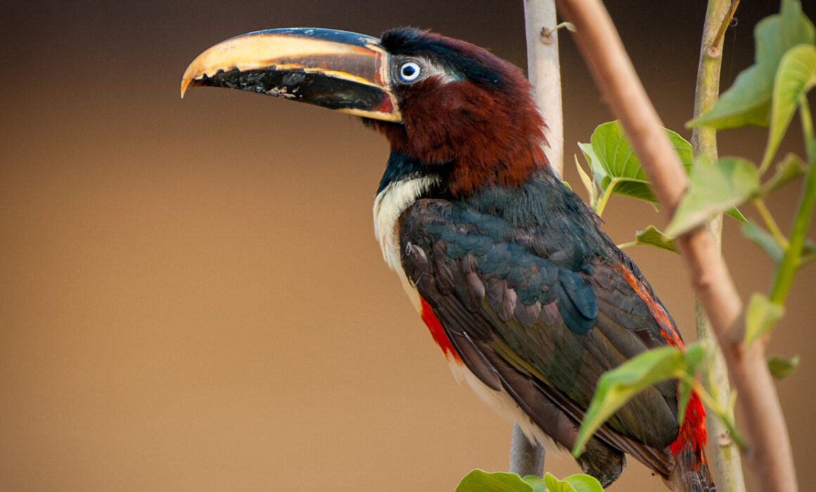 Chestnut-Eared Aracari, Brazil