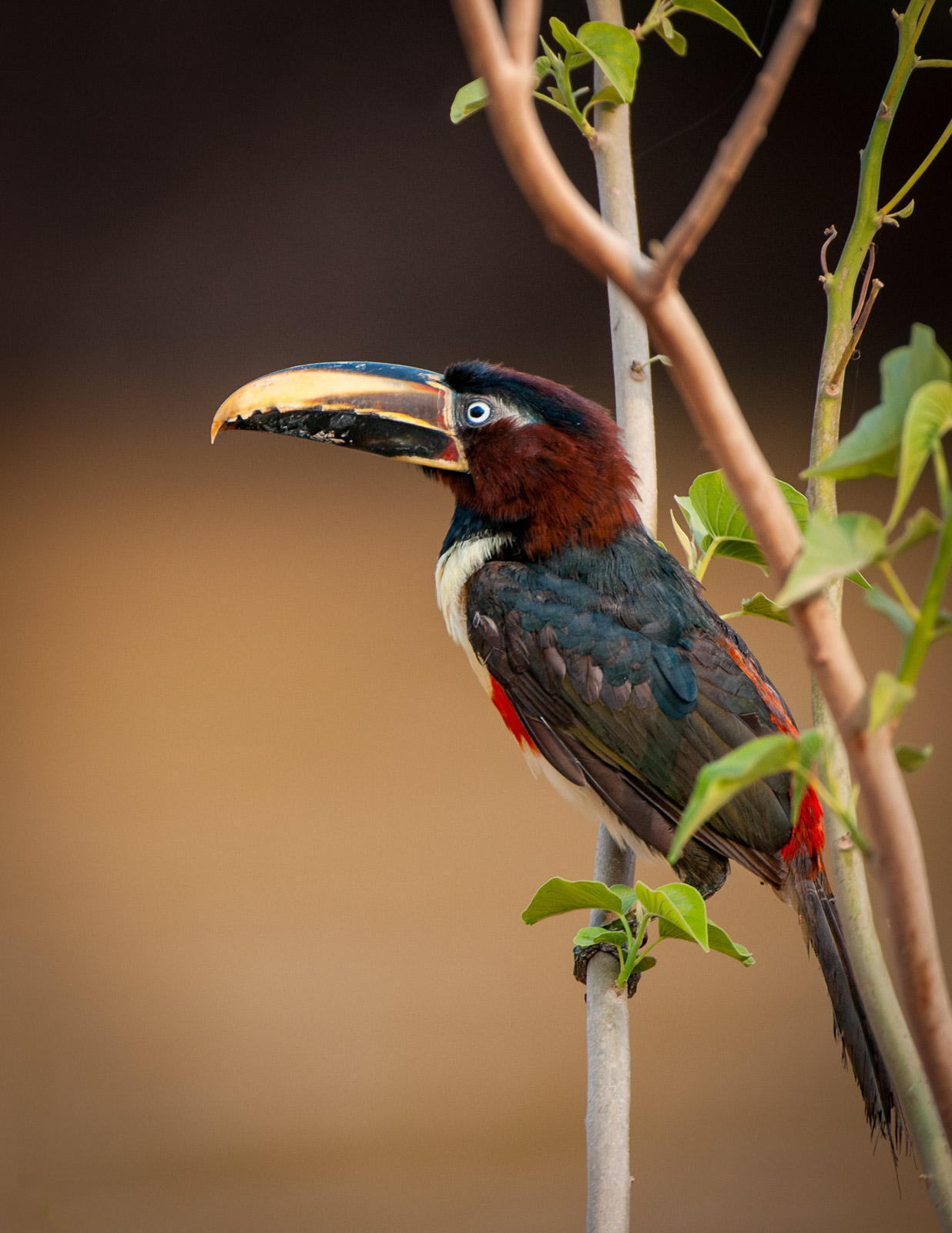 Chestnut-Eared Aracari, Brazil