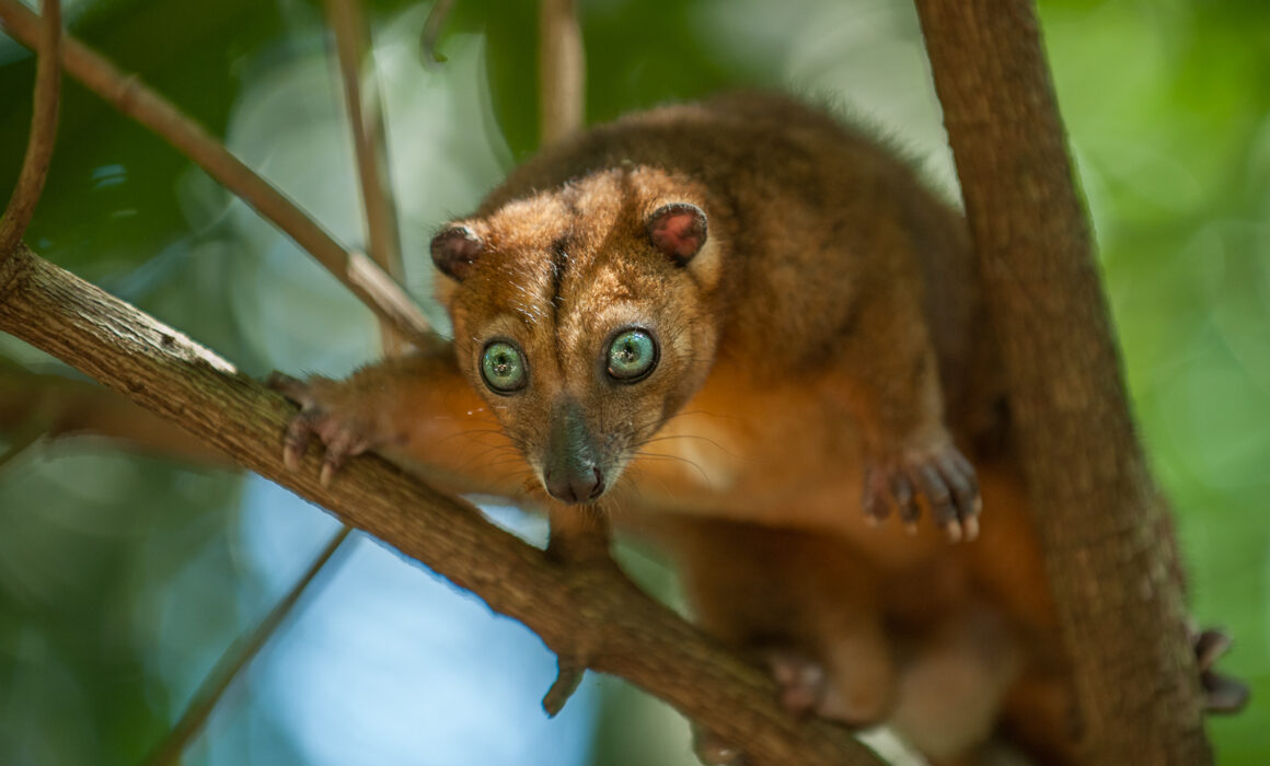 Sulawesi Dwarf Cuscus, Indonesia