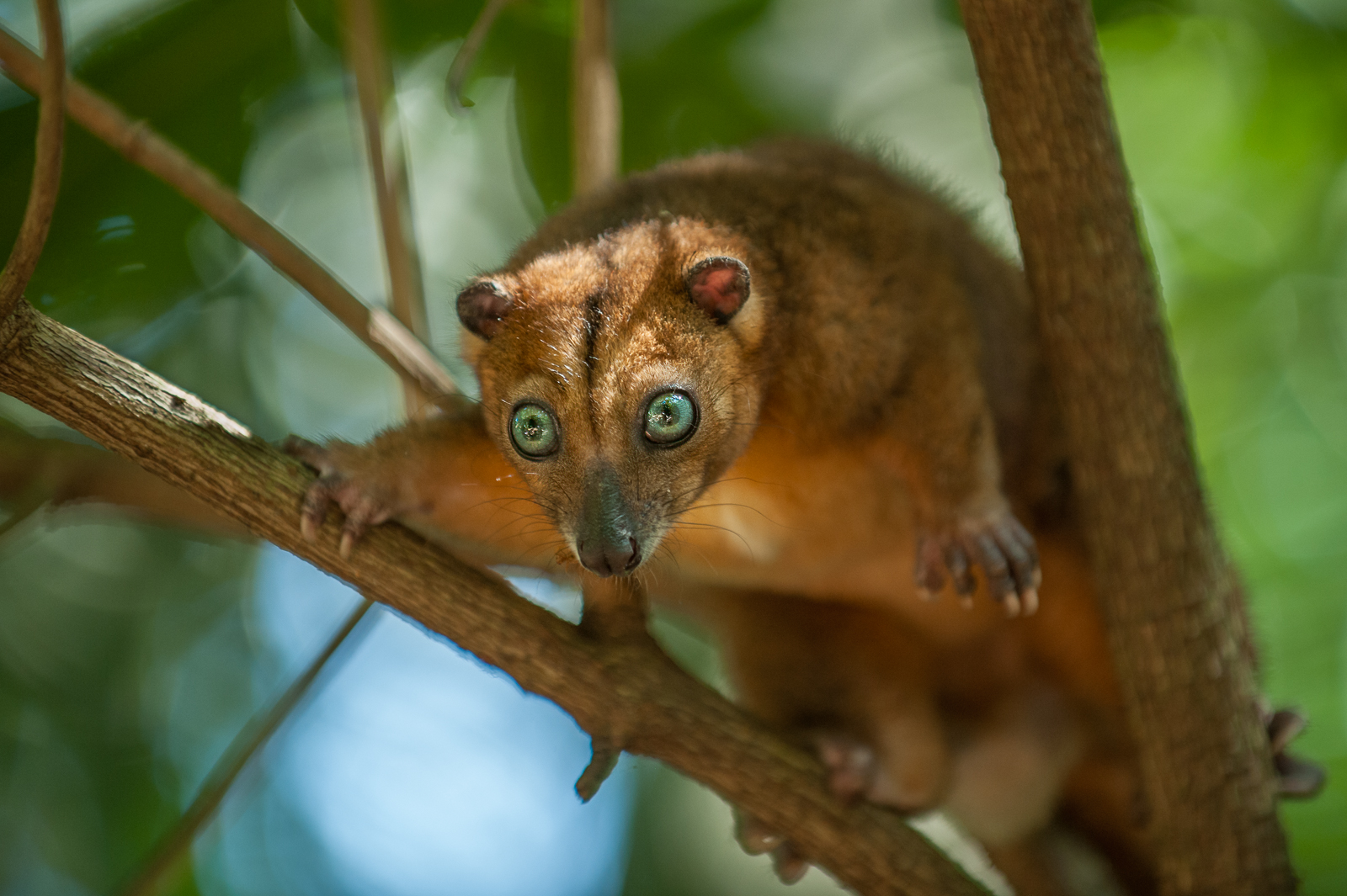Sulawesi Dwarf Cuscus, Indonesia