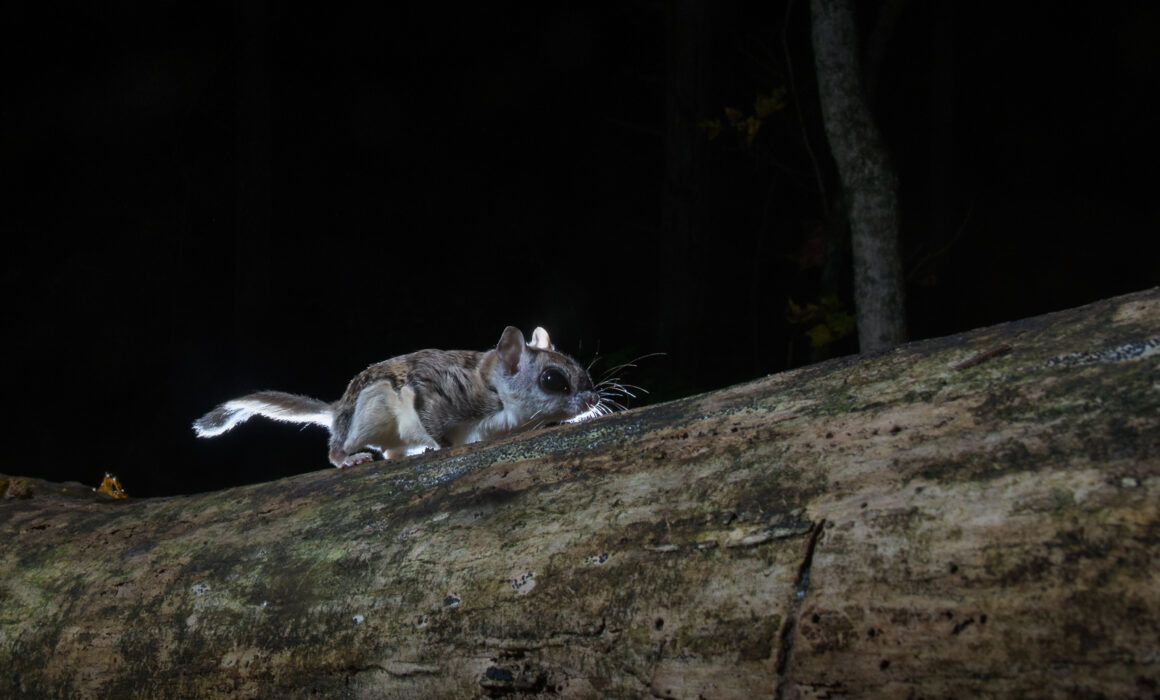 Southern Flying Squirrel, Connecticut