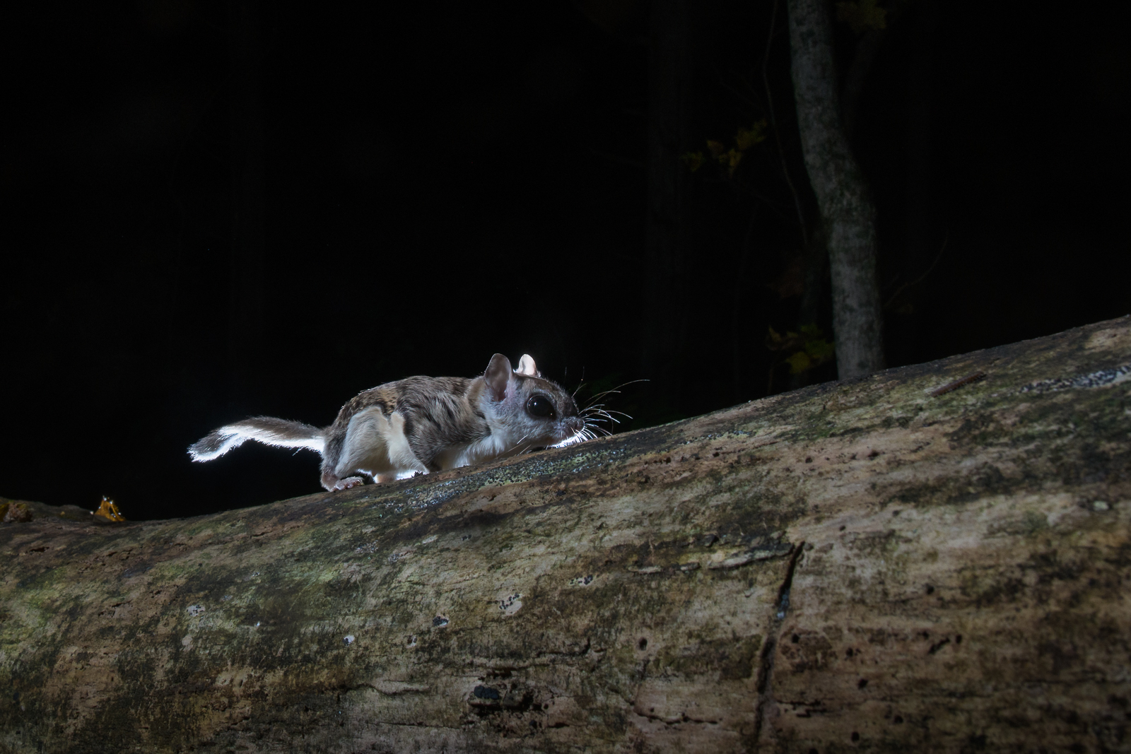 Southern Flying Squirrel, Connecticut