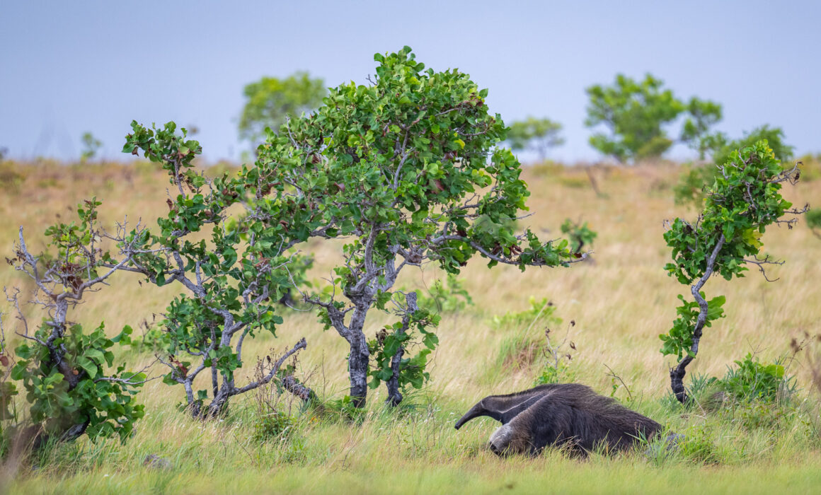 Giant Anteater, Guyana