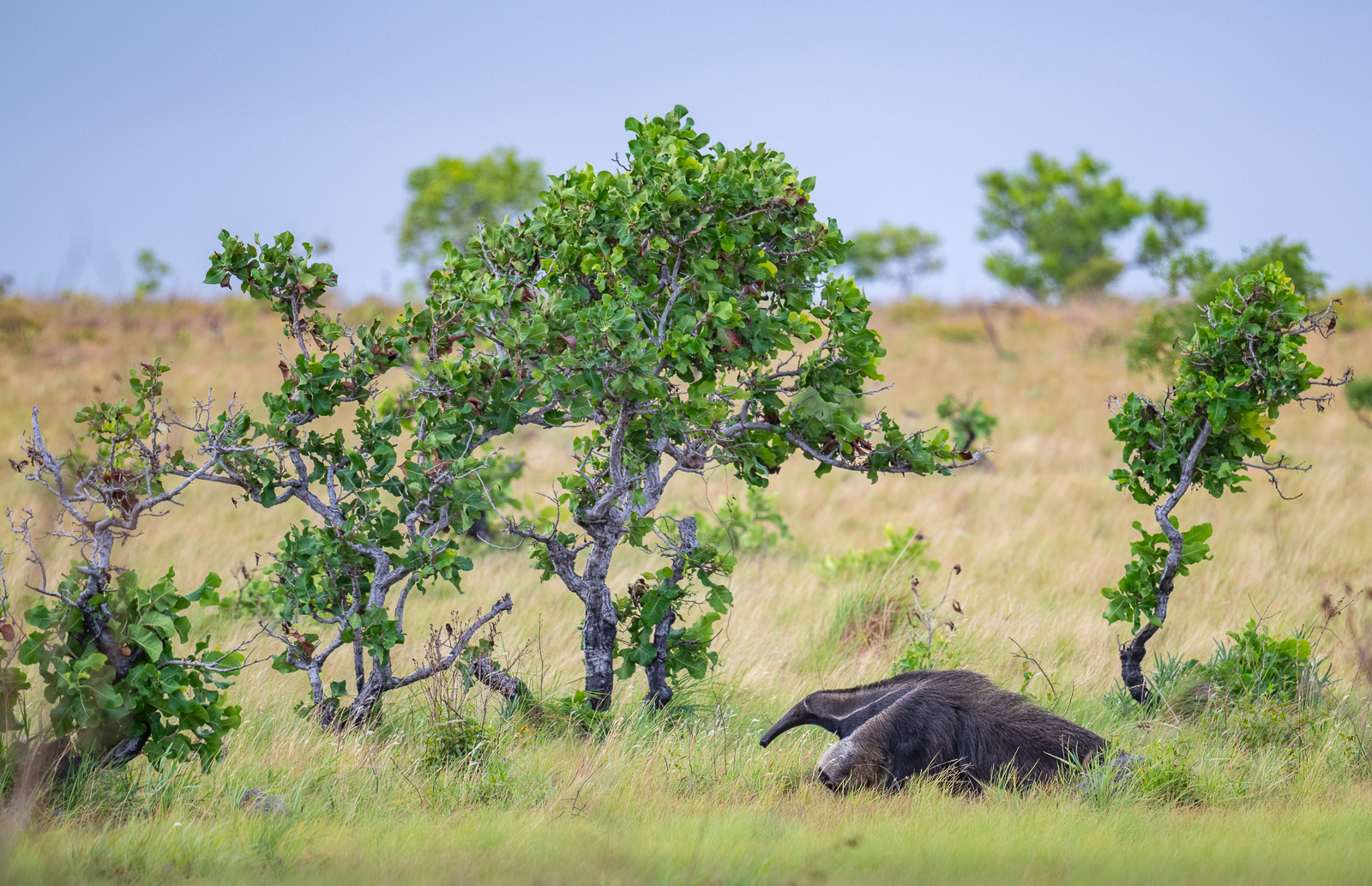Giant Anteater, Guyana
