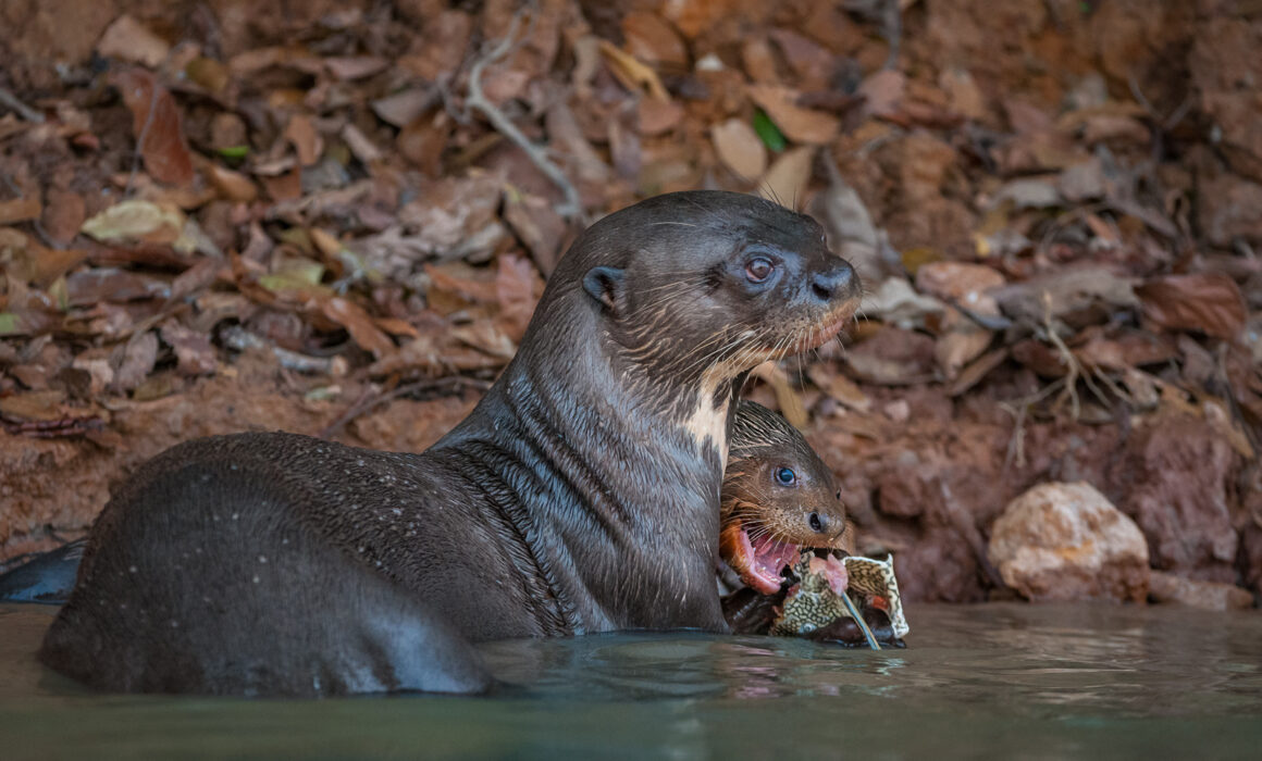 Giant River Otter Mom with Pup, Brazil