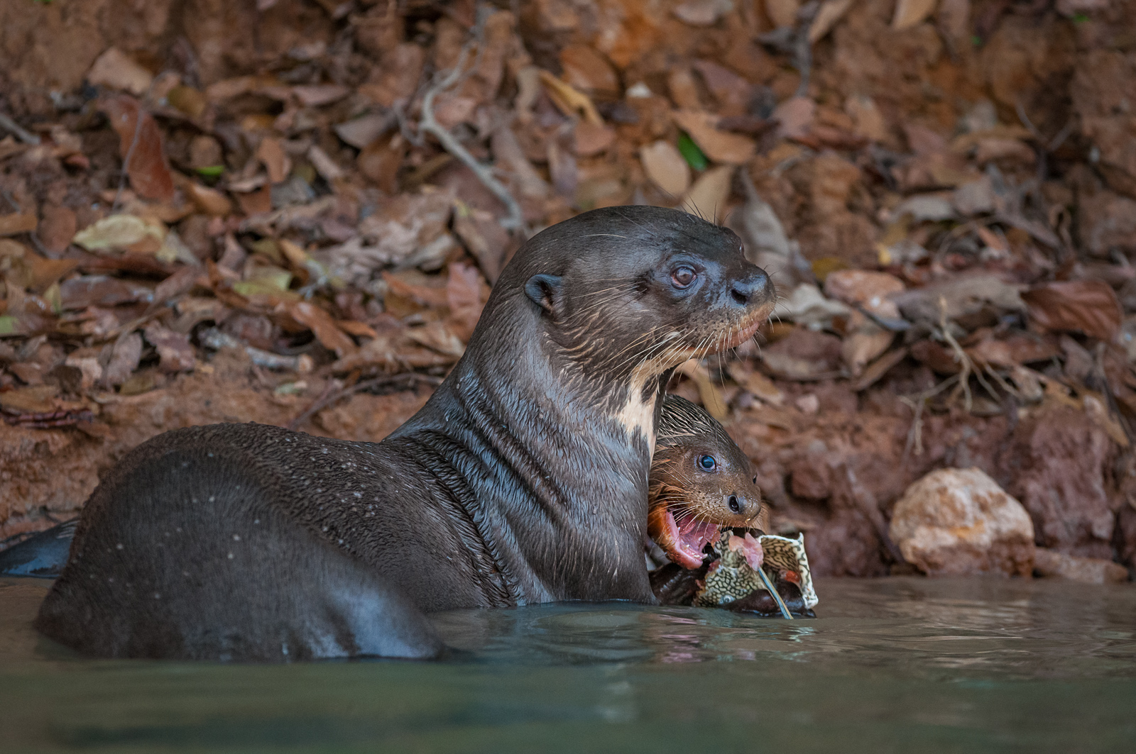 Giant River Otter Mom with Pup, Brazil