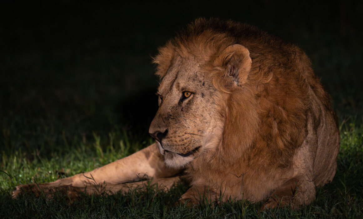 Male Lion at Night, Kenya