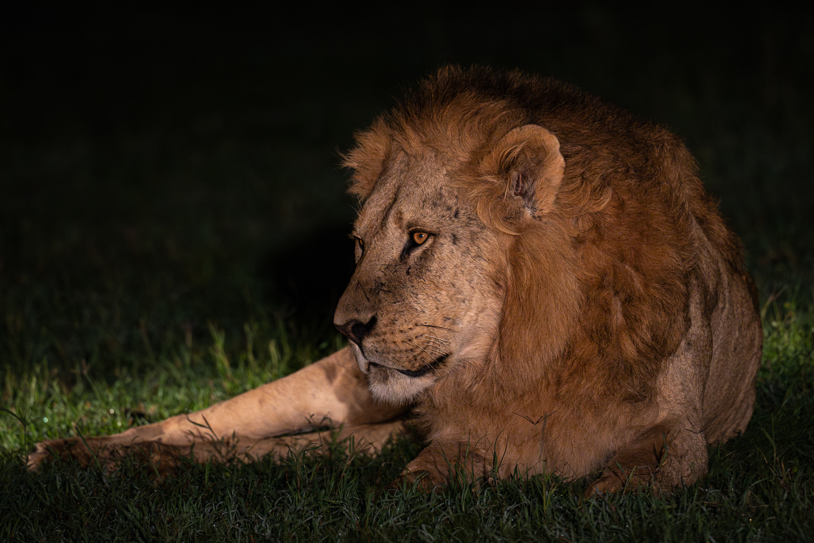 Male Lion at Night, Kenya