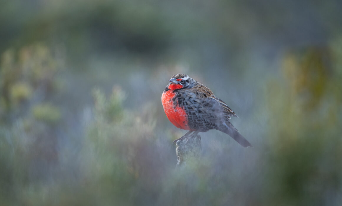Long-Tailed Meadowlark, Chile